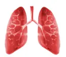 lungs