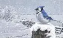 BIRDS