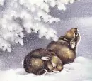 SNOW BUNNIES