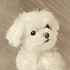 puppy avatar