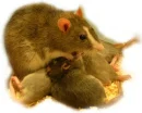 mom rat and baby rats