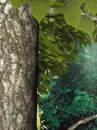 forest web