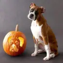 Look-A-Like Pumpkin