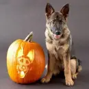 Look-A-Like Pumpkin
