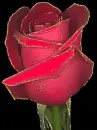 gold rosebud