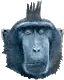 macaque avatar