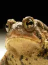 eye pop frog