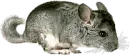 chinchilla