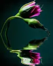 flower reflecting