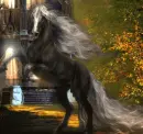 black horse with white mane