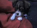 a little dog