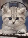 rocking cat