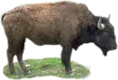 native american bison