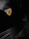 blinking siamese