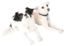 dog friends