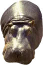 hippopotamus