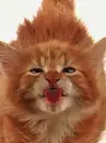 kitten lick