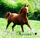 Horses â™¥