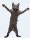 gray dancin kitty..â™¥