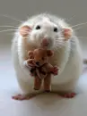 mouse and teddy bear