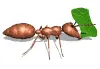 leaf cutter ant