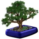 bonsai