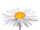 daisy avatar