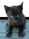 black kitten