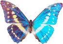 iridescent blue butterfly