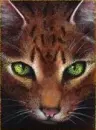fine glitter wildcat