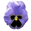 blue pansy 
