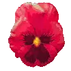 red pansy