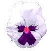 white pansy