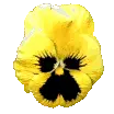yellow pansy