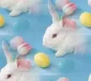 BUNNIES
