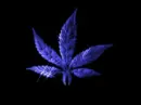 weed