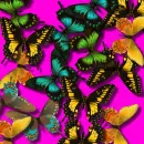 flutterby
