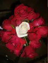 red roses