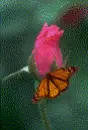 animated butterfly