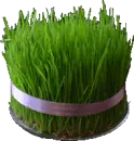 Persian Sabzeh
