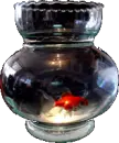 Norooz Goldfish