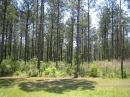 Alabama trees