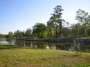 Alabama water trees