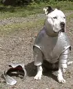 dawka