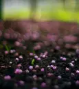 pink flowers