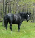 horse