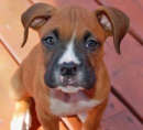 Boxer