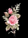 pink roses on dark