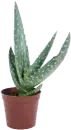 aloe plant