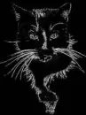 silver cat